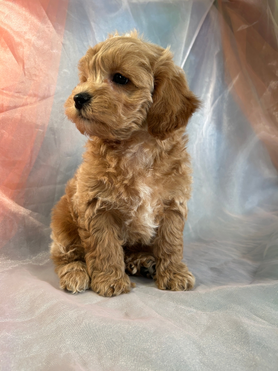 Male Schnoodle Puppy for Sale DOB 10-15-2023 $900